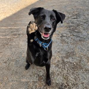A black dog with a blue collar is standing on a gravel surface, raising its front paw as if waving. The dog has a happy expression with its mouth open and tongue visible.