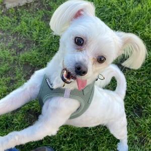 Toto, Maltese, adult, available for adoption