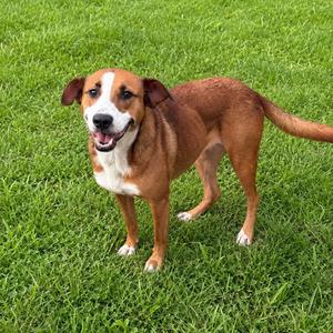 A brown and white dog standing on a grassy field, looking towards the camera with its mouth open.