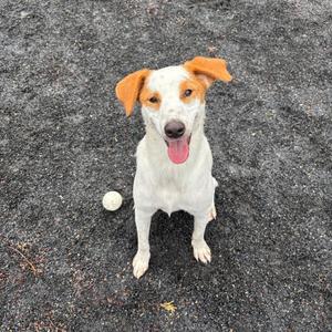 A white dog with brown ears and a brown patch over one eye is sitting on a gravel surface, looking up with its tongue out. A small white ball is next to its front left paw.
