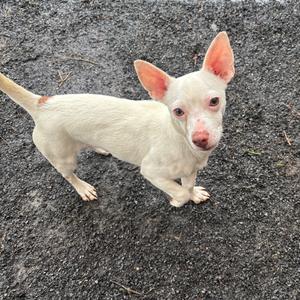 A white dog with pink ears and nose standing on a dark surface.