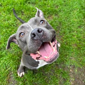 Blaze, Terrier, American Pit Bull, adult, available for adoption