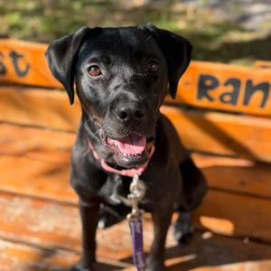 Nebula, Mastiff, adult, available for adoption