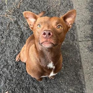 Kado, Terrier, adult, available for adoption