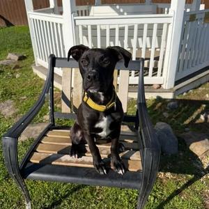 Frodo, Hound, young, available for adoption