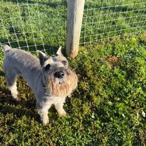 Pepper, Schnauzer, Standard, senior, available for adoption
