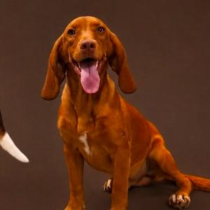 A brown dog with long ears and a pink tongue sticking out, sitting on a dark background.