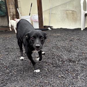 A black dog with white paws walking on a gravel surface.