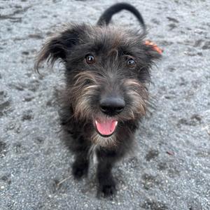 A black dog with shaggy fur and a happy expression, standing on a gravel surface.