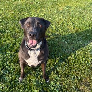 Luna, Retriever, Black Labrador, adult, available for adoption