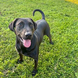 Charger, Retriever, Labrador, adult, available for adoption