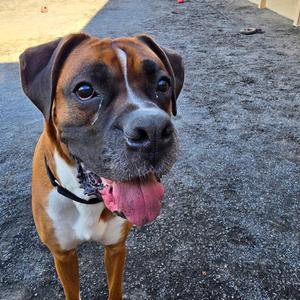 A brown and white Boxer dog with a black muzzle and a pink tongue sticking out, standing on a gravel surface.