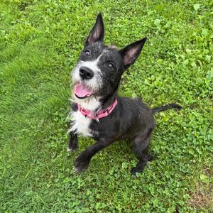 Silver, Terrier, Wirehaired, adult, available for adoption