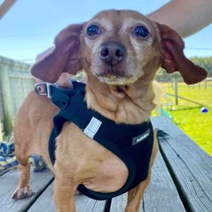 Zoey, Dachshund, adult, available for adoption