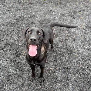 A black dog with a pink tongue standing on a gravel surface.