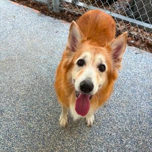 Sandy, Collie, senior, available for adoption