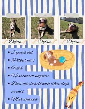 Three photos of a dog named Dylan, a 2-year-old Pitbull mix, with text describing his characteristics and needs.