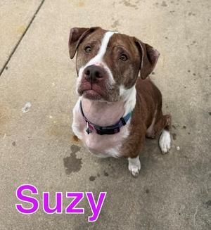 A brown and white pitbull mix named Suzy sits on a concrete surface, looking up at the camera. The name 'Suzy' is written in large purple letters at the bottom left of the image.