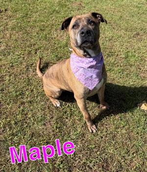 MAPLE, Pit Bull Terrier / Labrador Retriever, adult, available for adoption