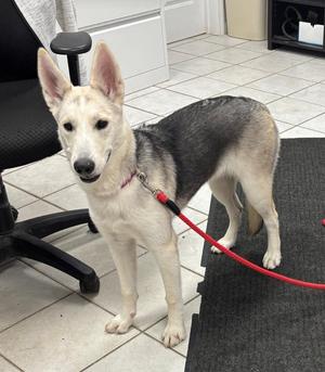 PIPER, German Shepherd Dog / Husky, puppy, available for adoption