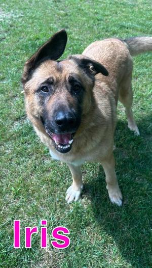 IRIS, Shepherd / Labrador Retriever, adult, available for adoption