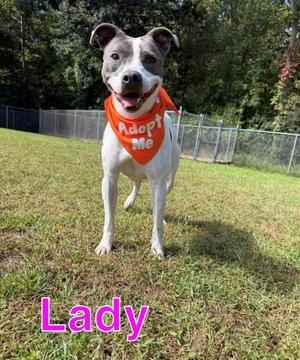 LADY, Whippet / Labrador Retriever, young, available for adoption