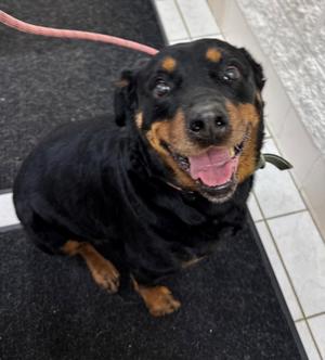 LANCE, Rottweiler, senior, available for adoption