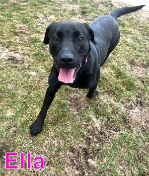 ELLA, Labrador Retriever, young, available for adoption