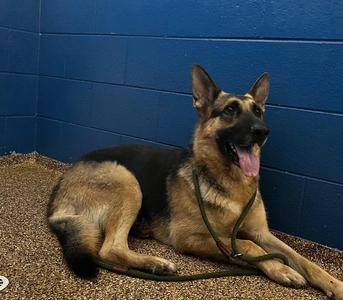 BIRCH, German Shepherd Dog, adult, available for adoption