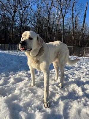 ROWEN, Great Pyrenees / Labrador Retriever, young, available for adoption