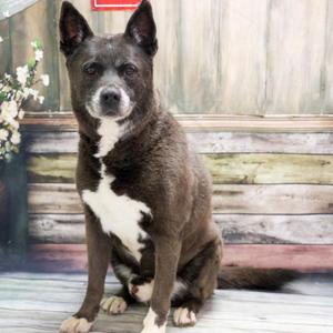 Cooper, Akita / Mixed Breed, senior, available for adoption