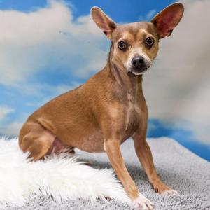 Bruno/ Santos, Chihuahua, adult, available for adoption