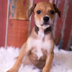 Apollo, Chihuahua / Mixed Breed, puppy, available for adoption