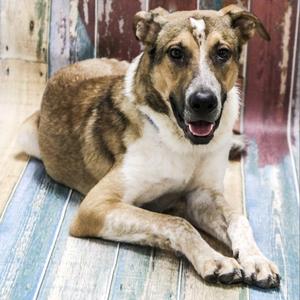 Blitz aka Buck, Mixed Breed, adult, available for adoption