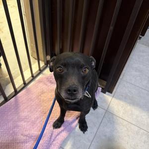 Butch, Dachshund / Mixed Breed, adult, available for adoption