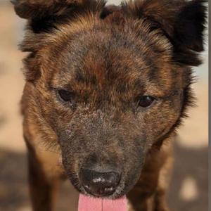 A close-up of a brown dog with its tongue out, looking directly at the camera.