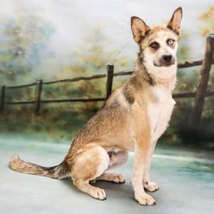 Chase, Husky / Shepherd, adult, available for adoption