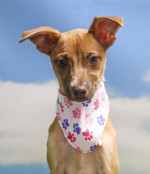 A small brown dog wearing a white bandana with pink and purple paw prints, standing against a blue sky with clouds.