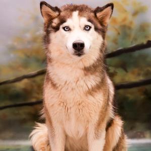 Daisy, Husky, young, available for adoption