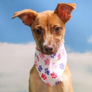 Cookie, Chihuahua / Mixed Breed, young, available for adoption