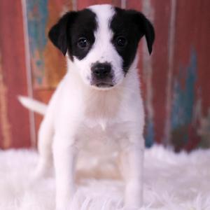 Abby, Mixed Breed, puppy, available for adoption
