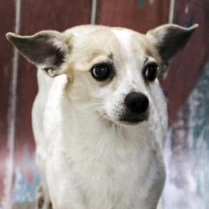 Chico, Chihuahua, senior, available for adoption