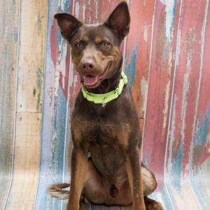 Buster, Australian Kelpie, adult, available for adoption