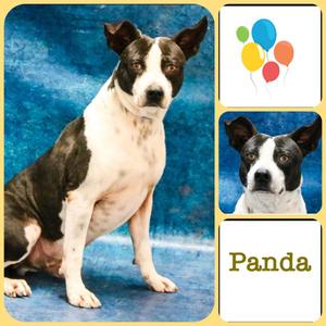 Chooch aka Panda, Border Collie / Mixed Breed, adult, available for adoption