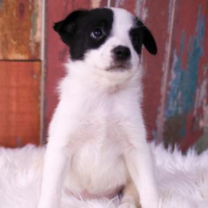 Annie, Mixed Breed, puppy, available for adoption