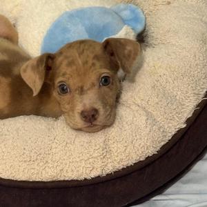 Bailey, Mixed Breed, puppy, available for adoption