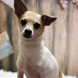 A tan and white chihuahua mix dog sits attentively, looking towards the camera with its ears perked.