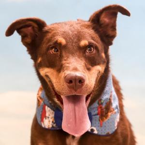 Bear, Australian Shepherd / Mixed Breed, adult, available for adoption