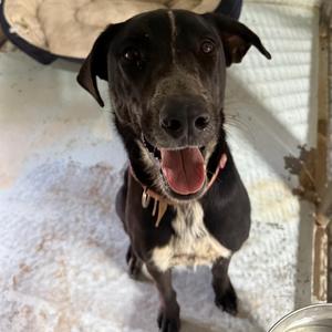 Cookies, Black Labrador Retriever / Doberman Pinscher, adult, available for adoption