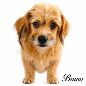 A small brown dog with long fur standing on a white background. The name "Bruno" is written in cursive text in the bottom right corner.